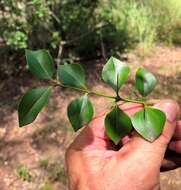 Plancia ëd Strychnos psilosperma F. Müll.