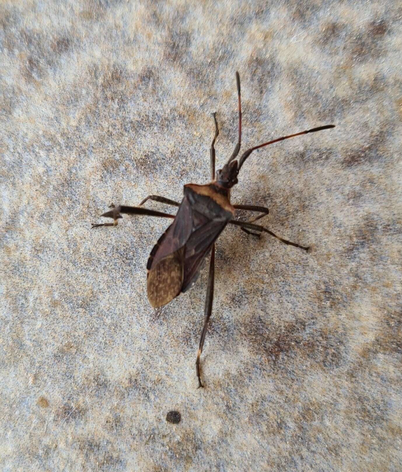 Image of Leaf-footed bug