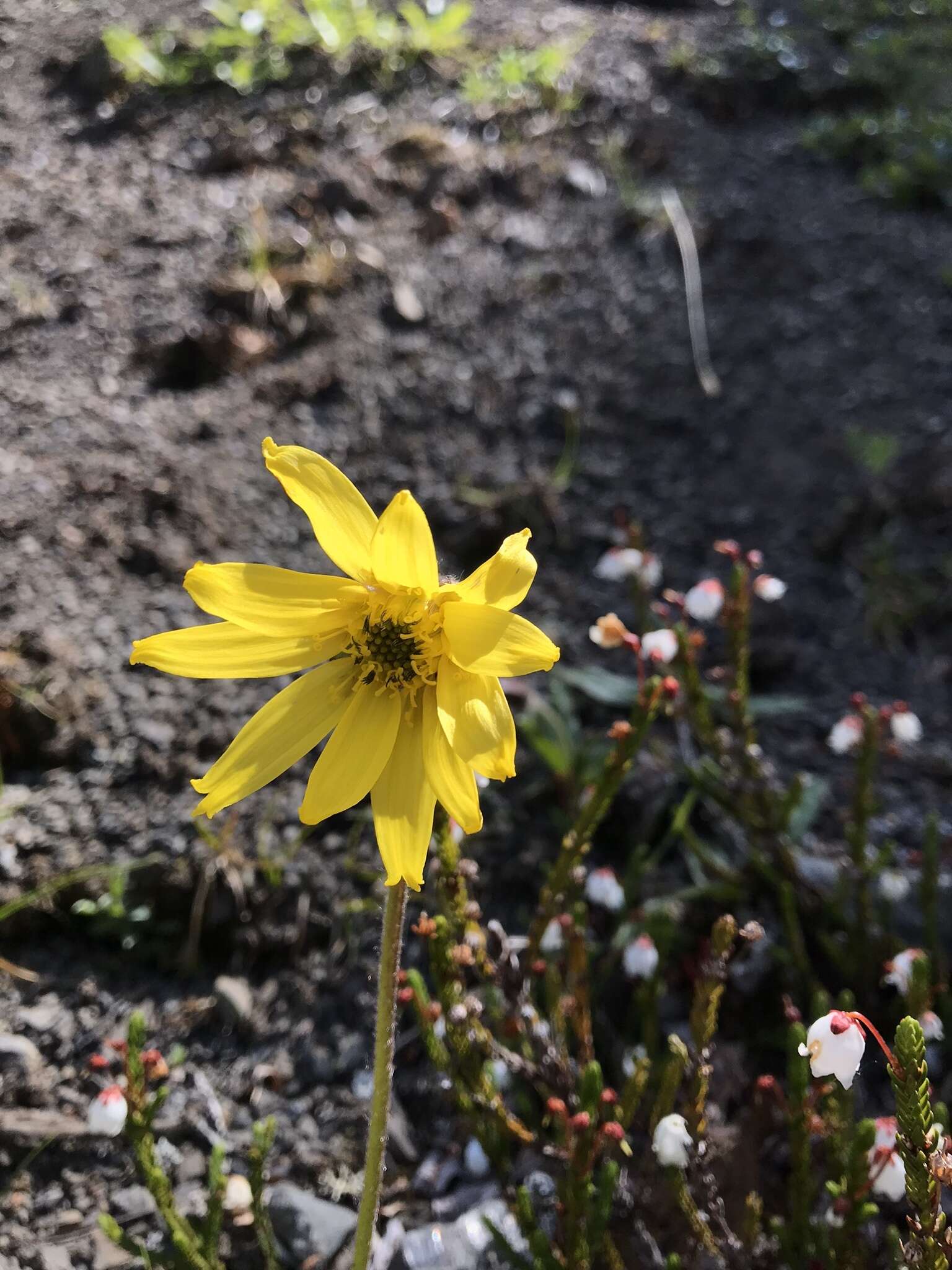 Image of Arnica griscomii Fern.