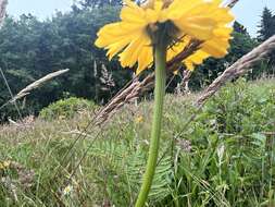 Image of Coastal Sneezeweed