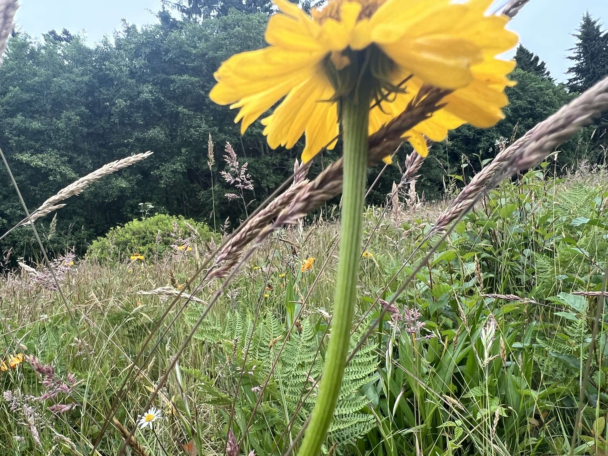 Image of Coastal Sneezeweed