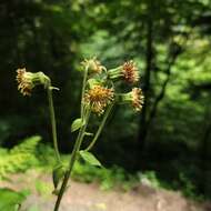 Image of Rugel's Indianplantain