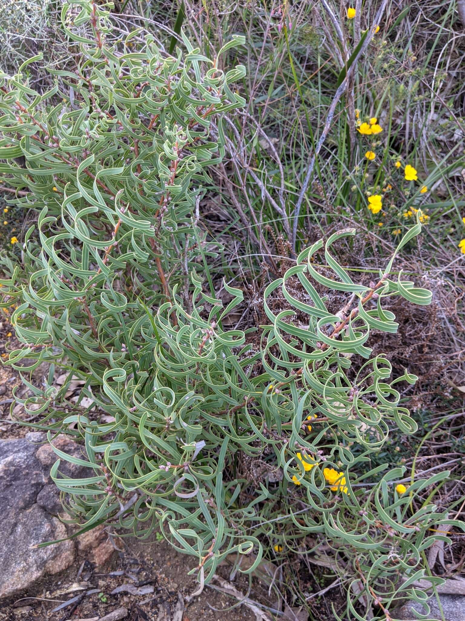 Plancia ëd Hakea stenocarpa R. Br.