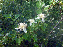 Image of pipestem clematis