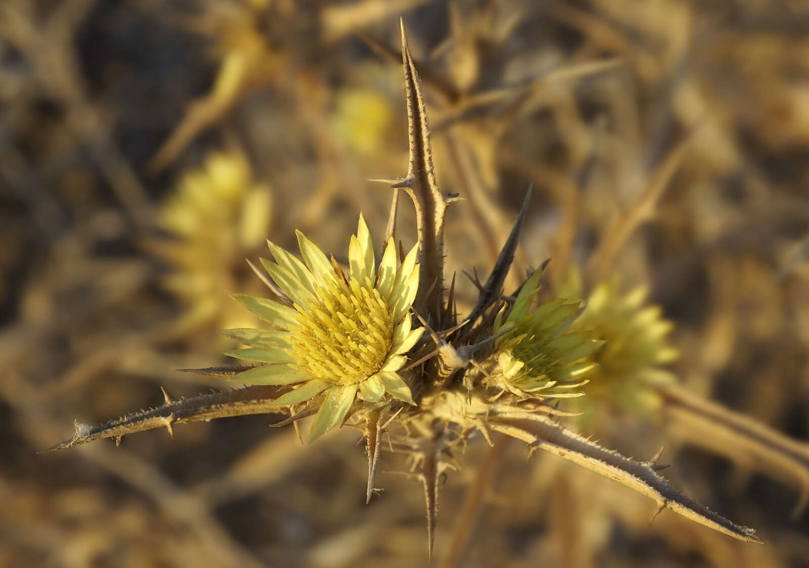 Image of Carlina racemosa L.