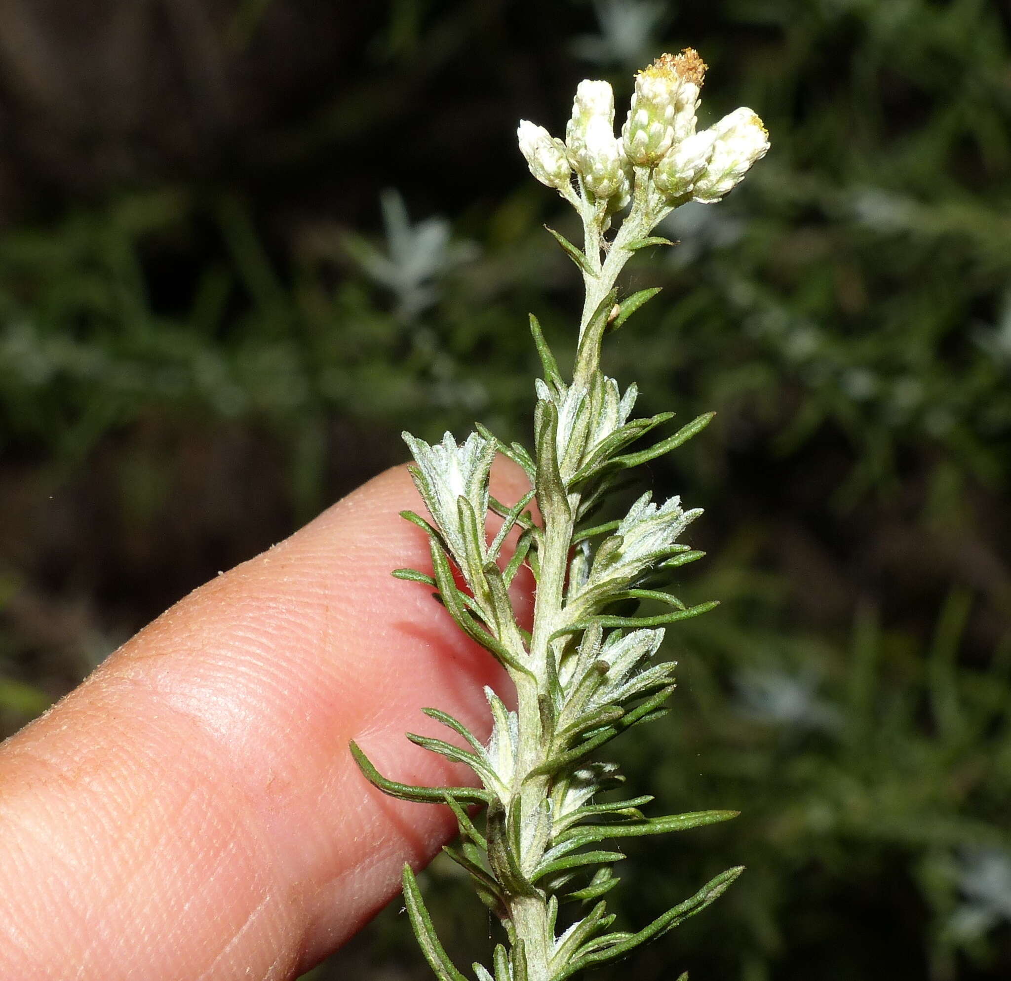 Image of Helichrysum rosum (Berg.) Less.