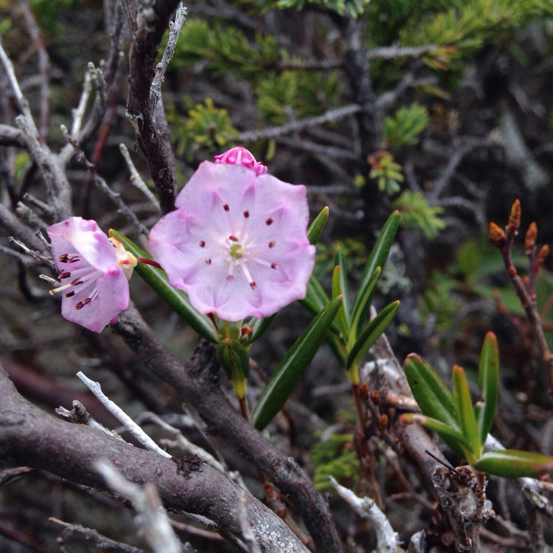 Image of bog laurel