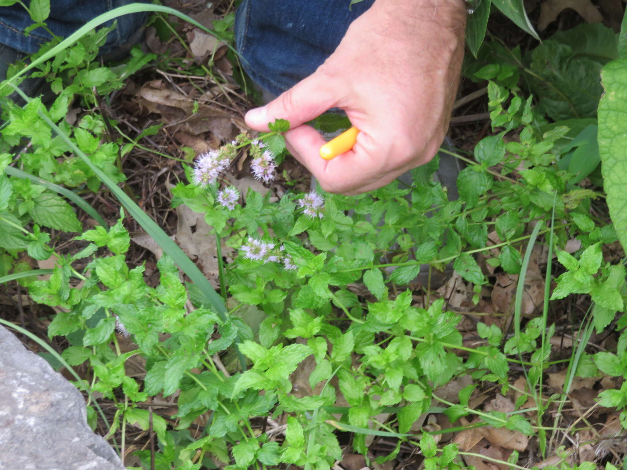 Image de Menthe poivrée