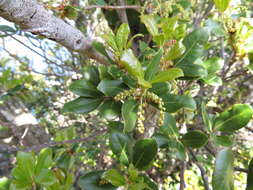 Imagem de Quercus phillyreoides A. Gray