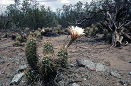 Image of Echinopsis candicans (Gillies ex Salm-Dyck) D. R. Hunt