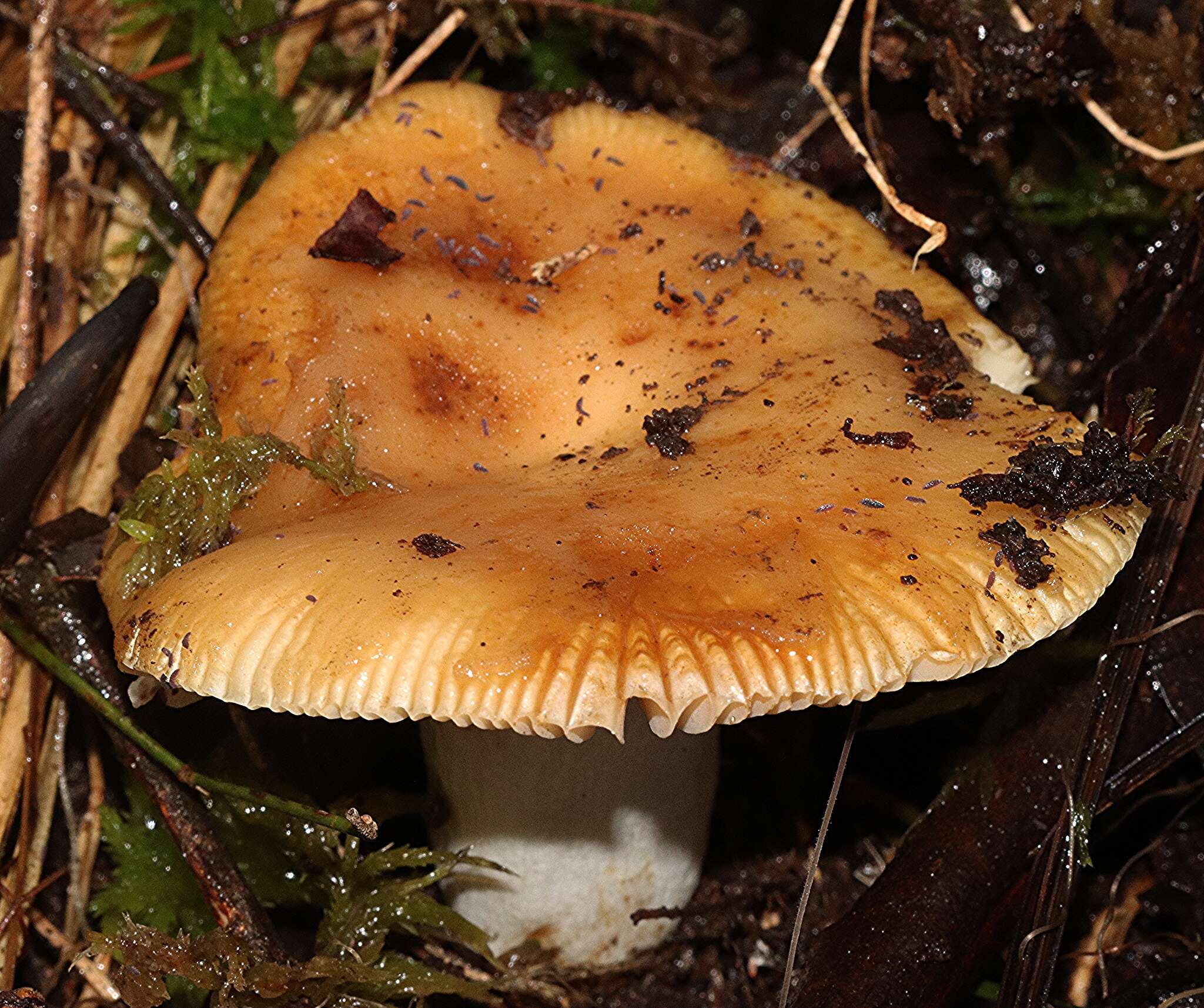 Image of Russula neerimea Grgur. 1997