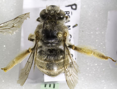 Image of Pachymelus
