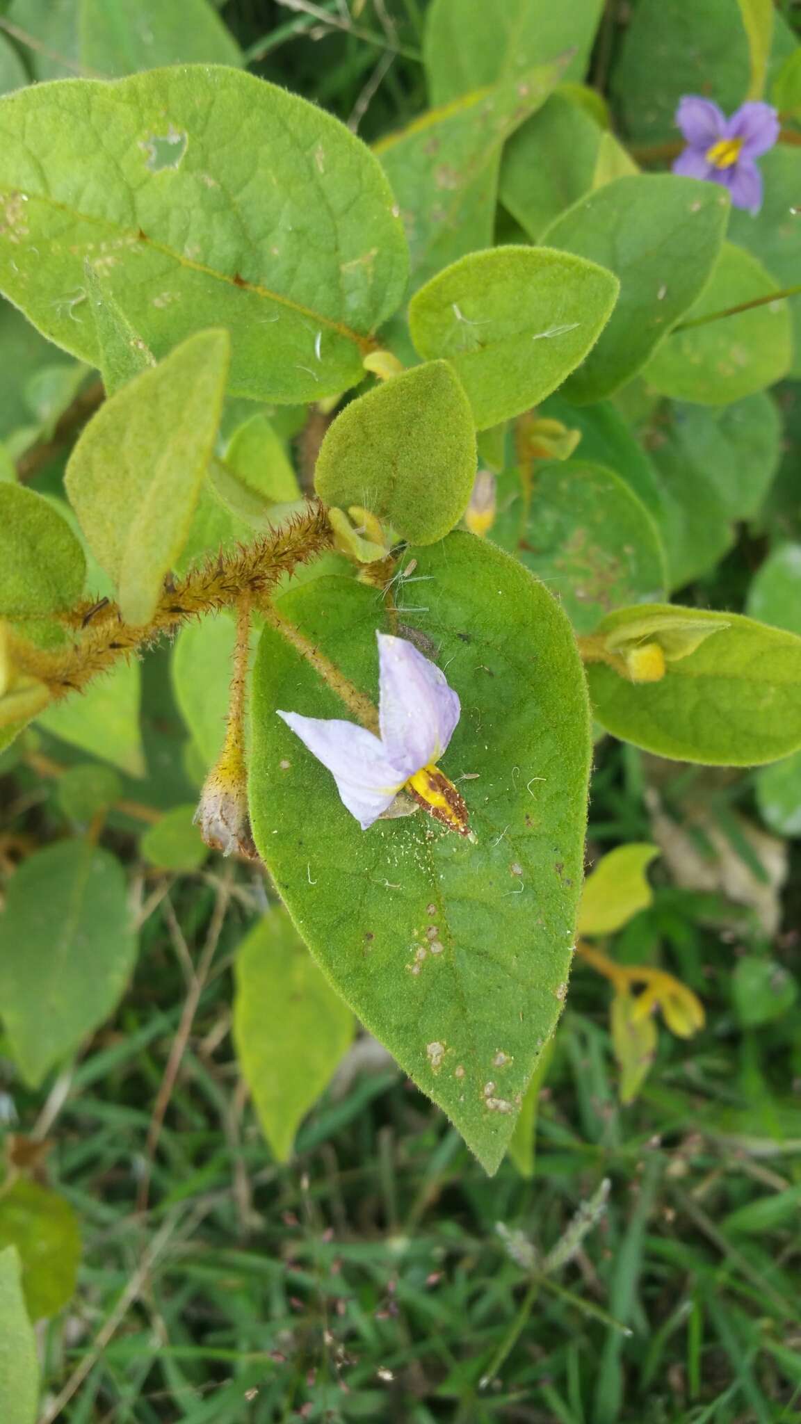 Solanum erythracanthum Boj. ex Dun.的圖片