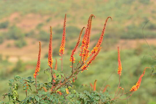 Image of Moullava spicata (Dalzell) Nicolson