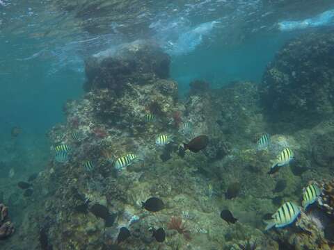 Image of Banded damselfish