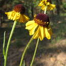 Helenium arizonicum Blake的圖片