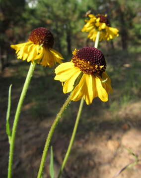 Image of Arizona Sneezeweed