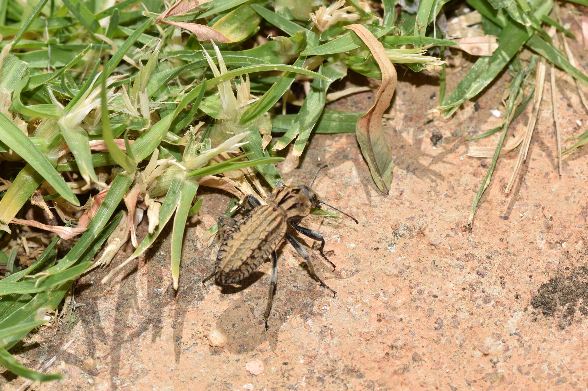 Image of Trachynotus reticulatus (De Geer 1778)