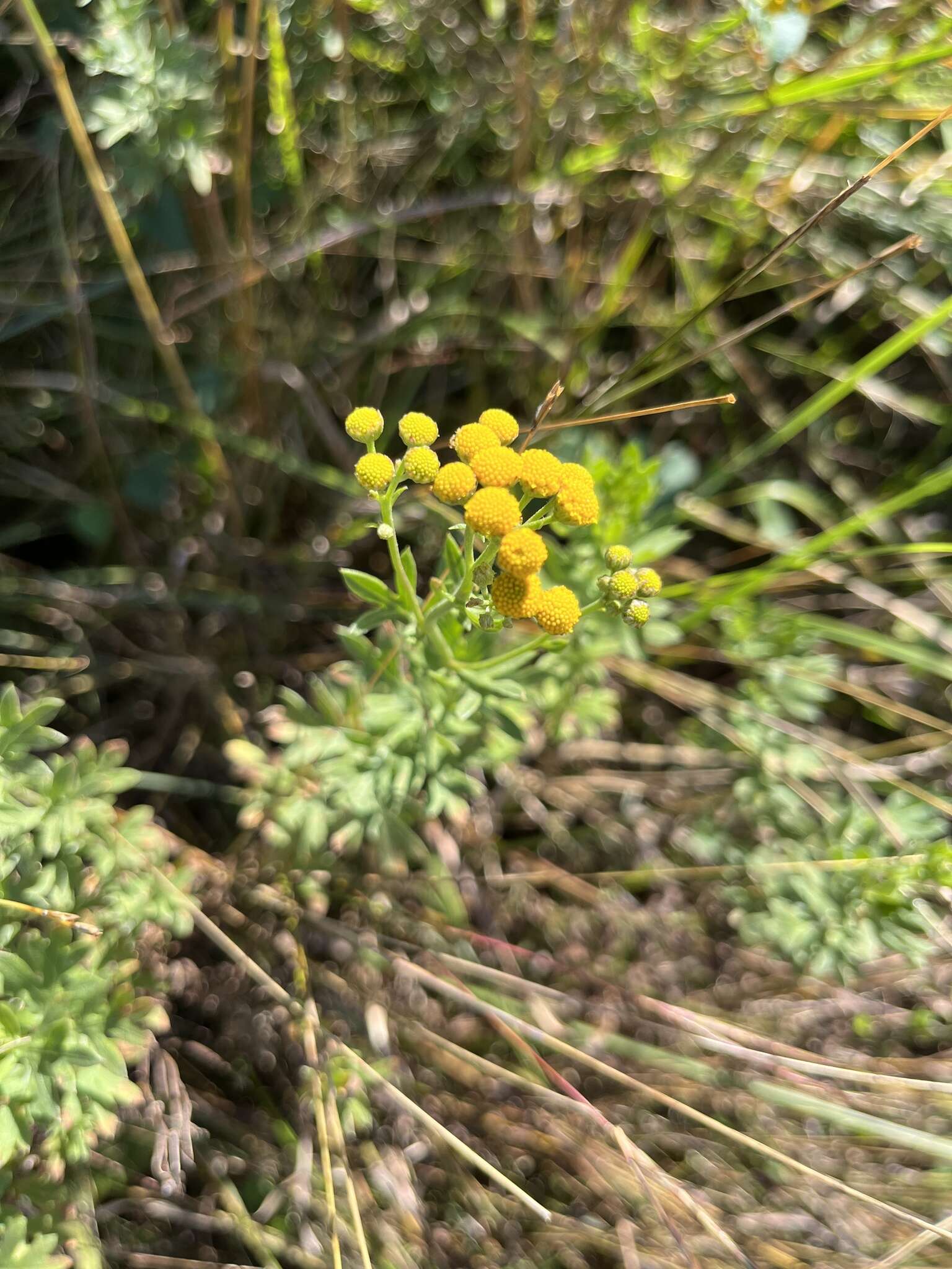 Слика од Schistostephium crataegifolium (DC.) Fenzl ex Harv. & Sond.