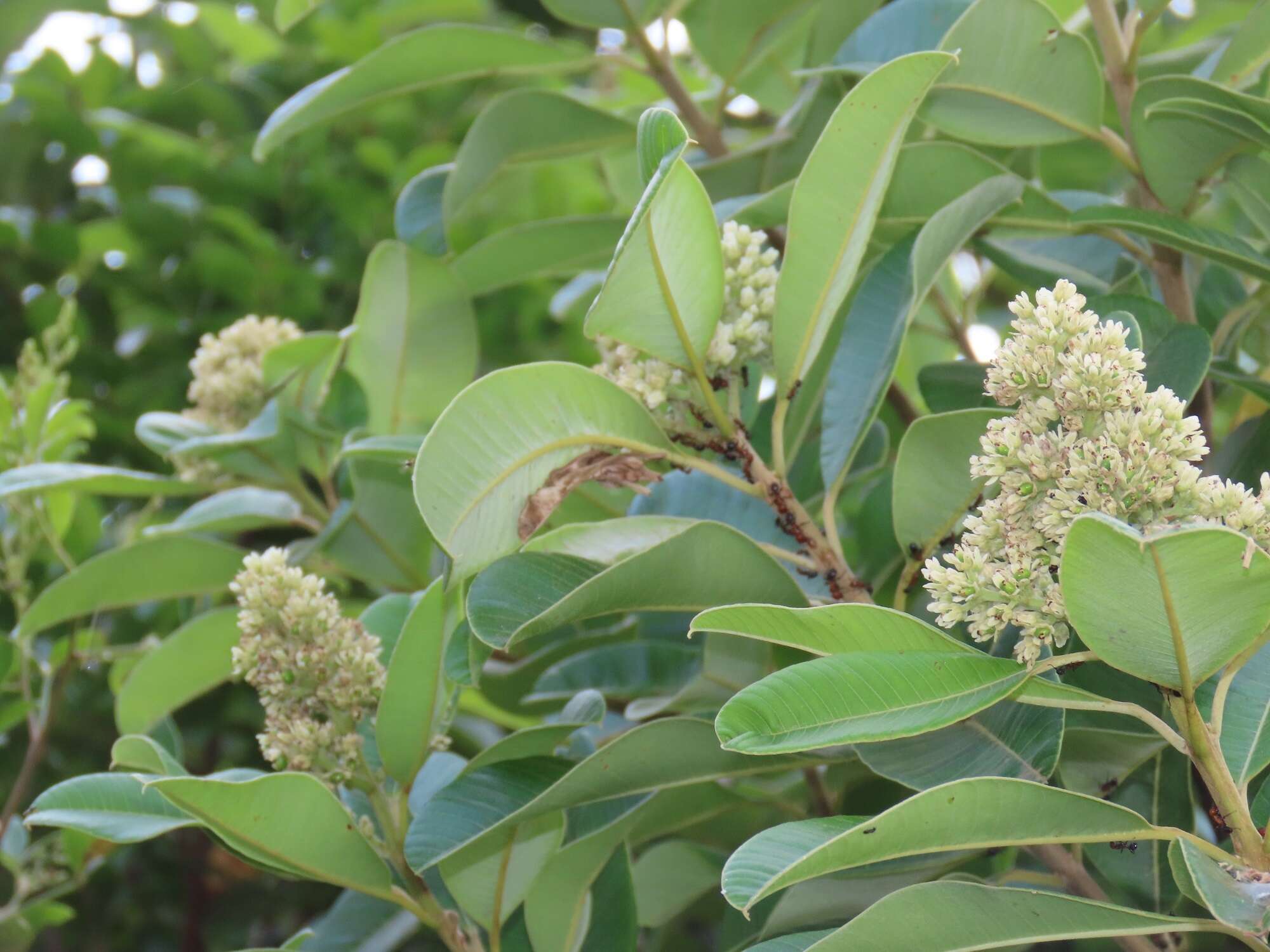 Image of Ozoroa obovata (Oliv.) R. & A. Fernandes