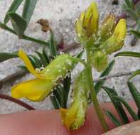 Image of Rhynchosia ferulifolia Harv.