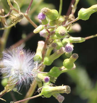 صورة Erechtites valerianifolius (Wolf ex Rchb.) DC.