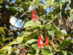 Image of Splendid Fuchsia