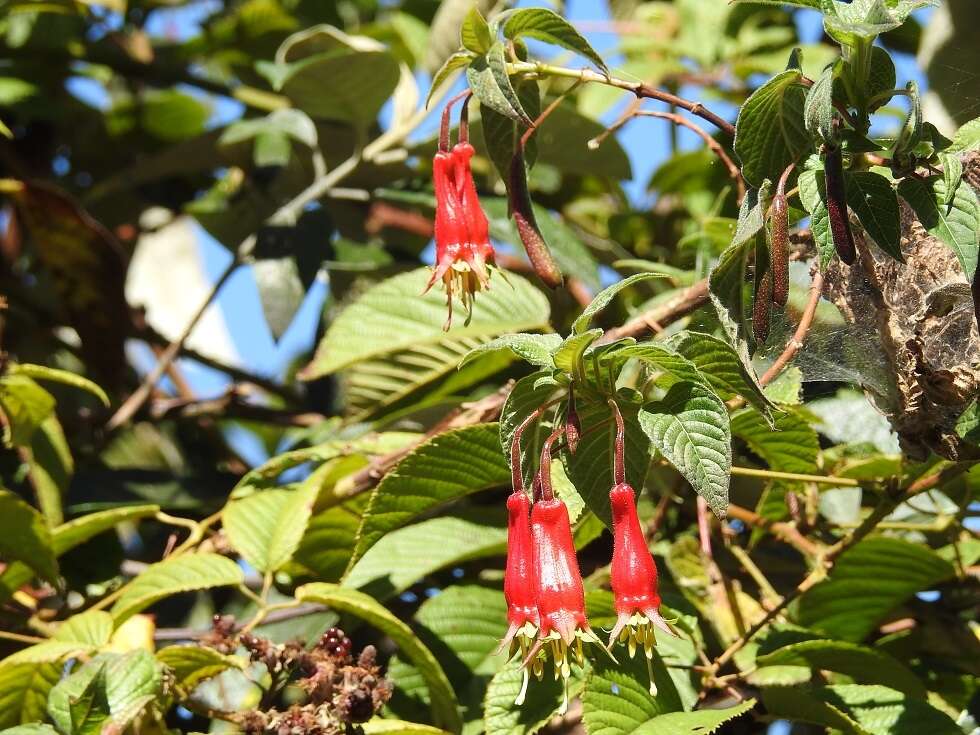 Imagem de Fuchsia splendens Zucc.