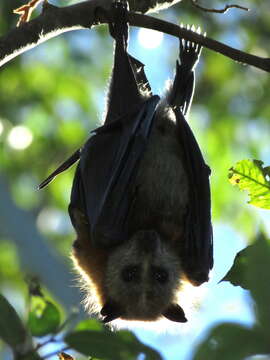 Image of Gray-headed Flying Fox