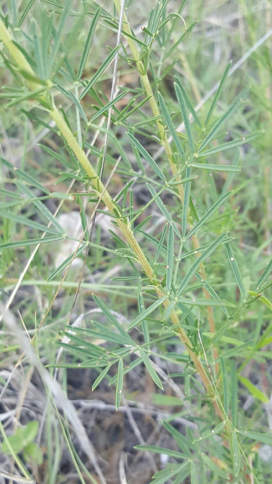 Image of compact prairie clover