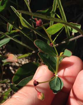 Image of coastal sand spurge