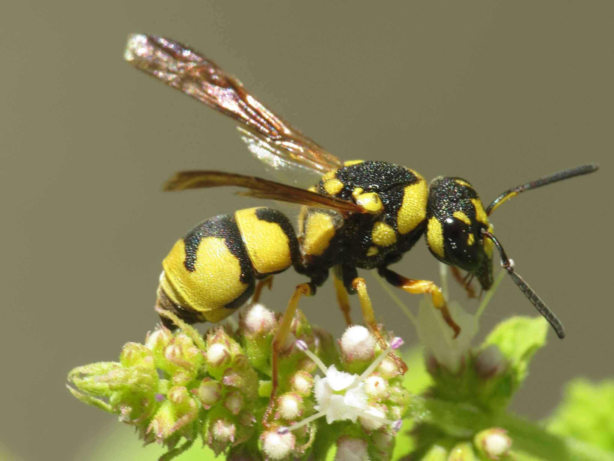 Image of Parodontodynerus ephippium (Klug 1817)