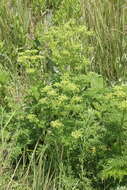 Image of Afroligusticum thodei (T. H. Arnold) Winter