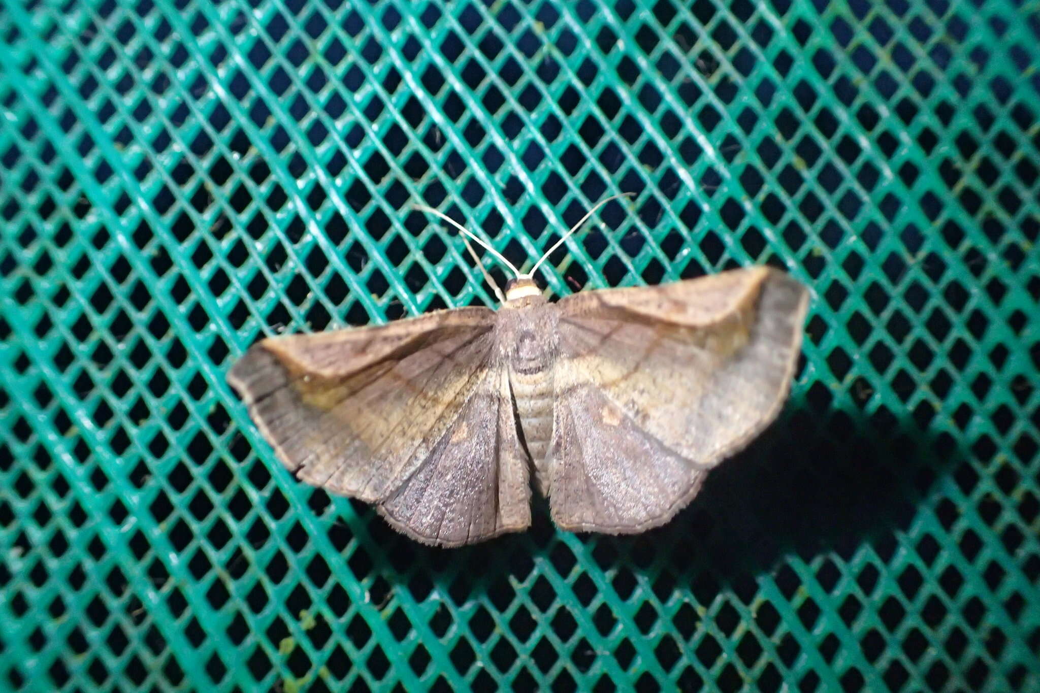 Image de Sphacelodes quadrilineata Warren 1900