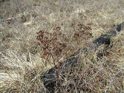 Image of Spiraea flexuosa Fisch. ex Cambess.