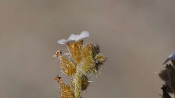 Image of winged cryptantha