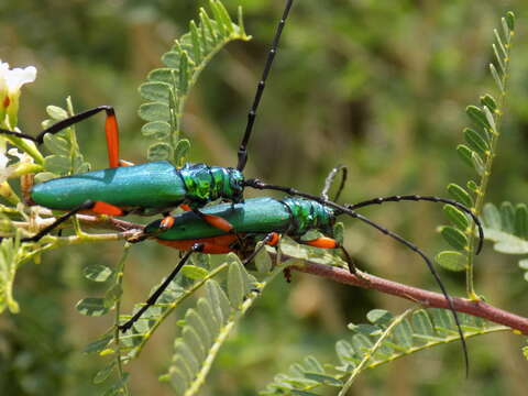 Plinthocoelium suaveolens (Linné 1768)的圖片