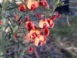 Image of <i>Daviesia ulicifolia</i> subsp. <i>incarnata</i>