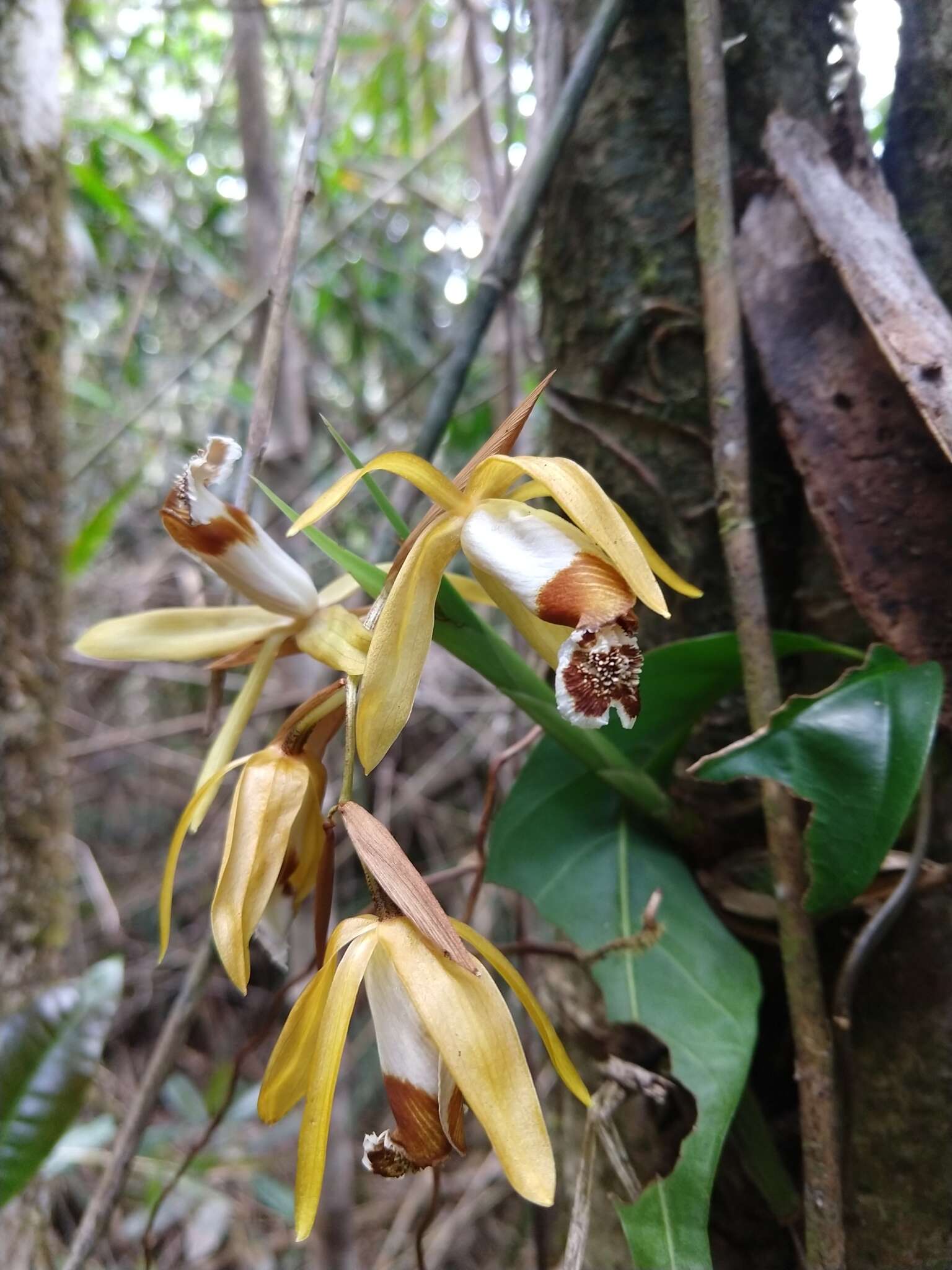 Image of Coelogyne radioferens Ames & C. Schweinf.