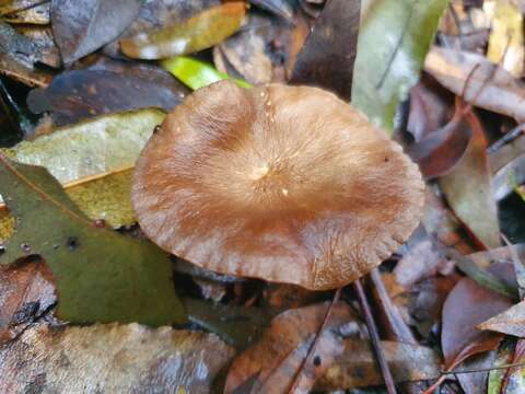 Image of Lactifluus sepiaceus (McNabb) Stubbe 2012