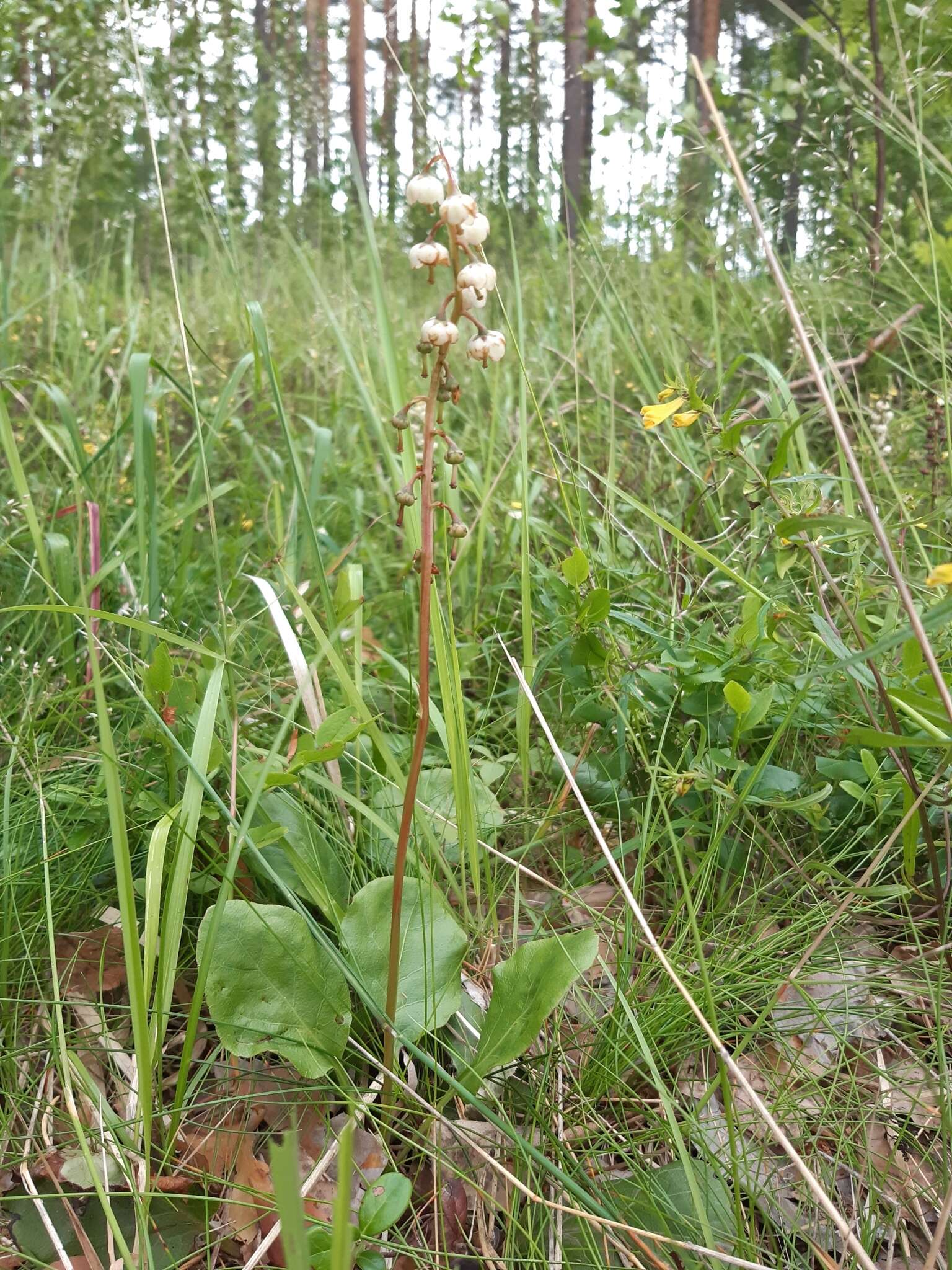 Image of Pyrola media Sw.