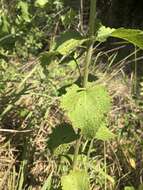 Eupatorium rotundifolium L. resmi