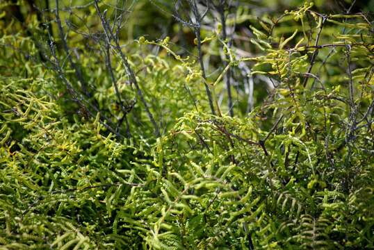 Image of Gleichenia polypodioides (L.) Sm.