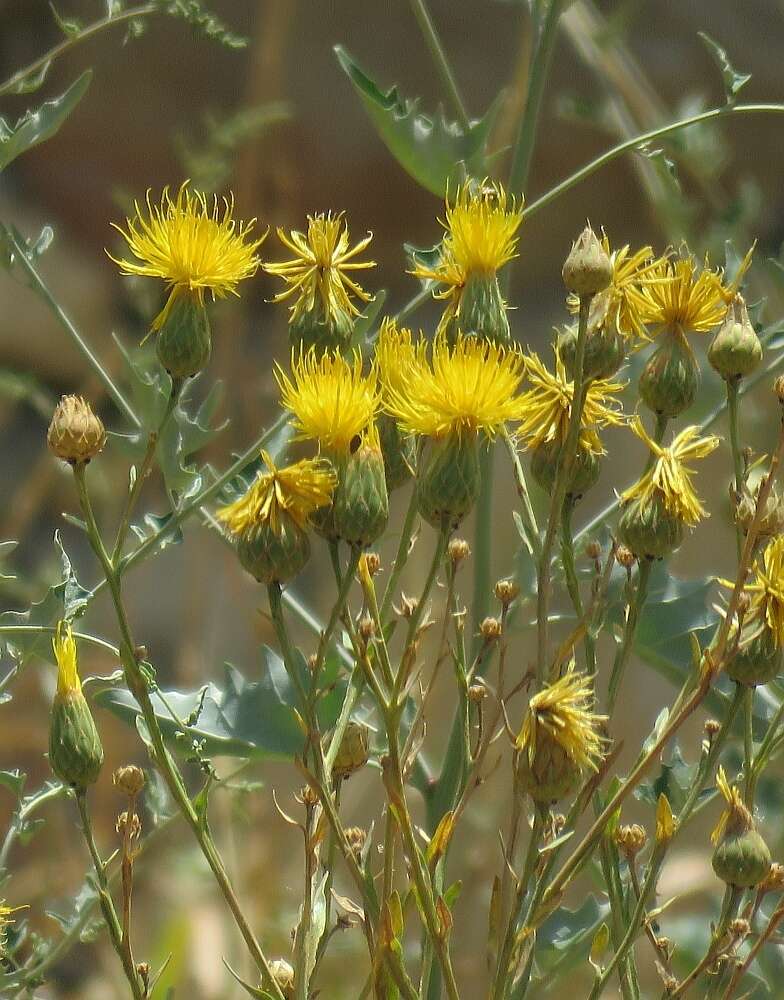 Image of Centaurea behen L.