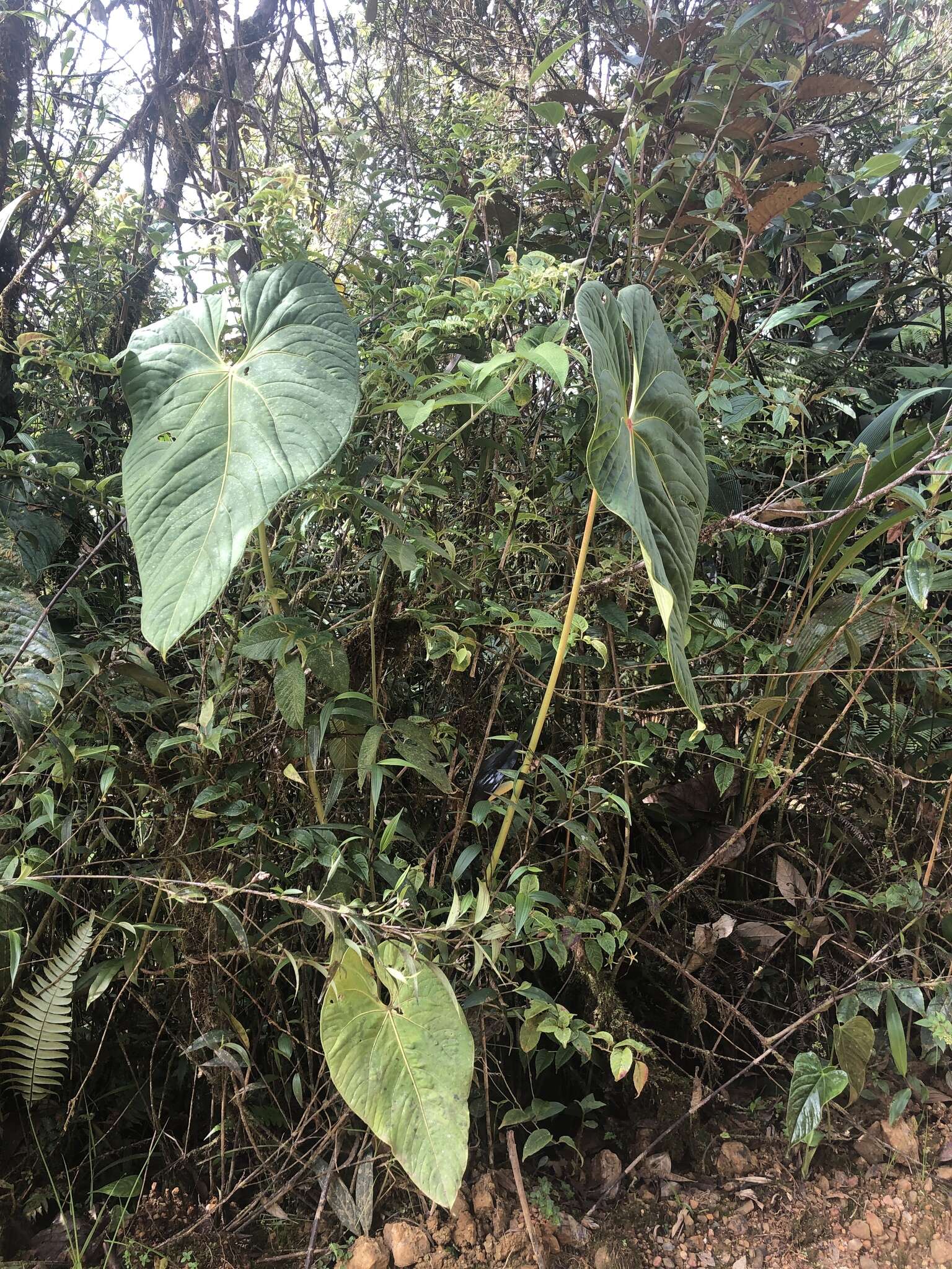 Image of Anthurium caramantae Engl.