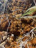 Image of sphagnum