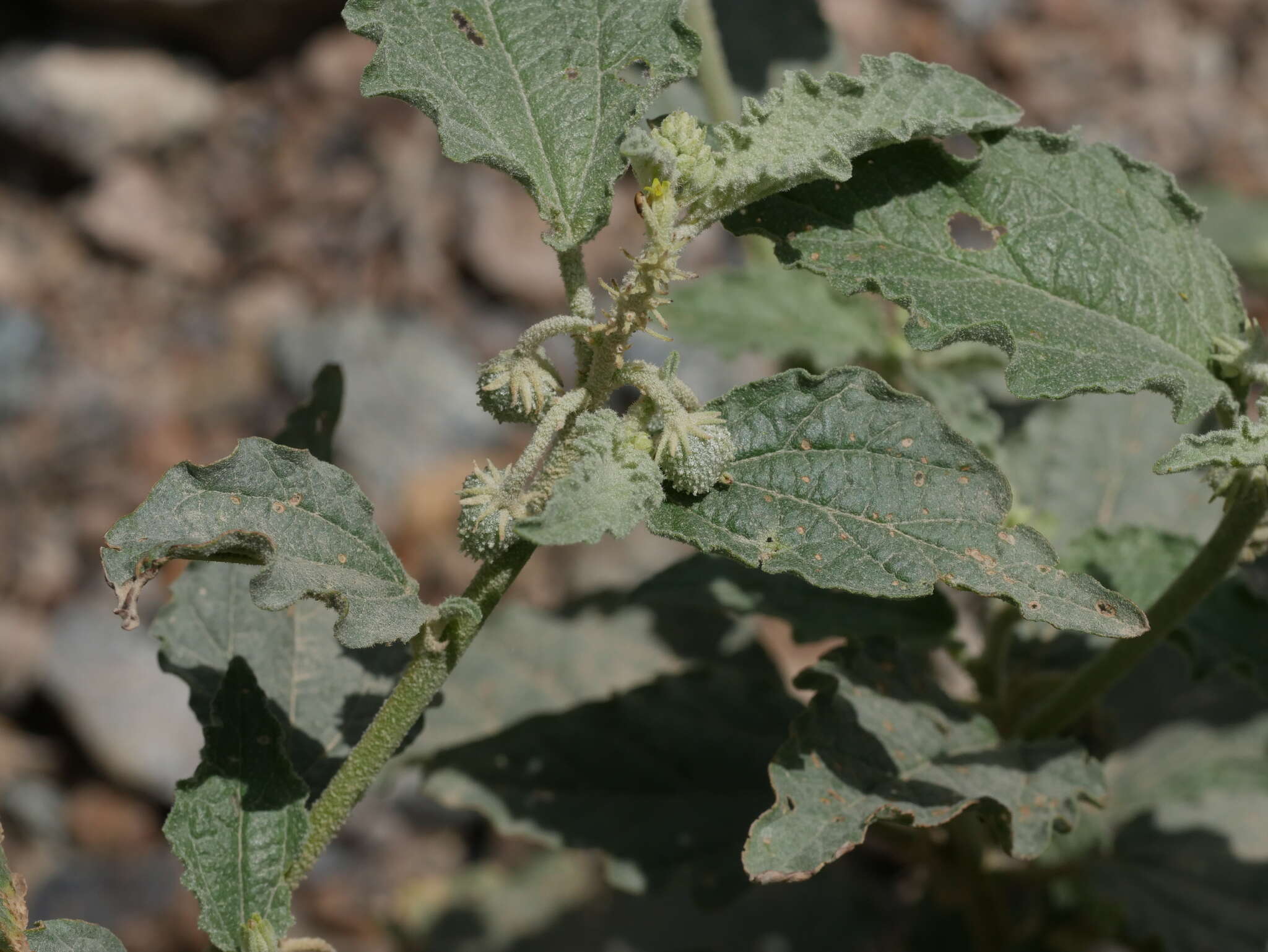 Image of Chrozophora oblongifolia (Delile) A. Juss. ex Spreng.