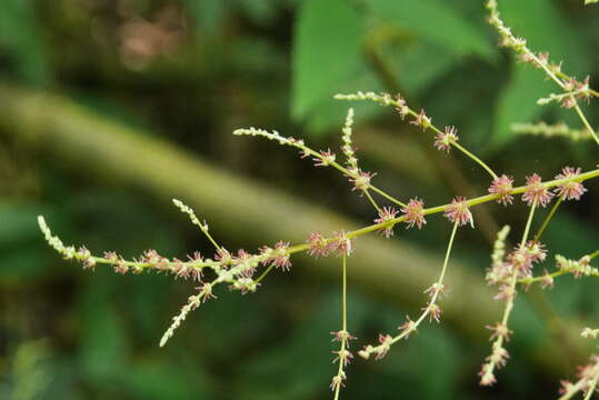 Image of Boehmeria zollingeriana Wedd.