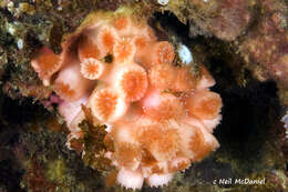 Image of encrusting star coral