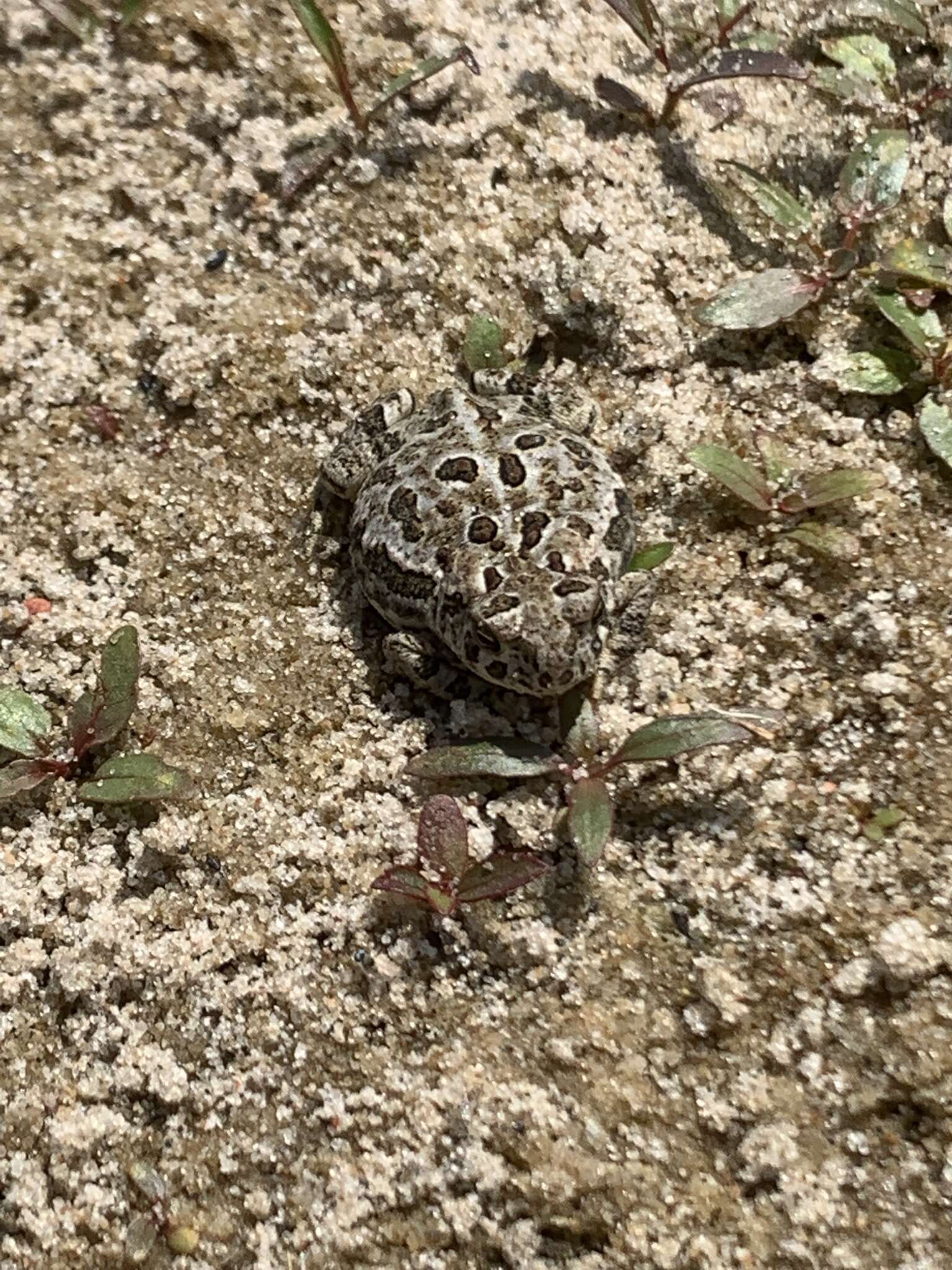 Anaxyrus hemiophrys (Cope 1886) resmi